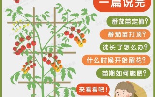 盆栽小番茄树怎么种才高产？