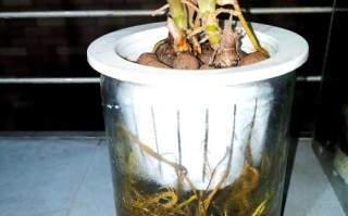 合果芋水培营养液怎么加？