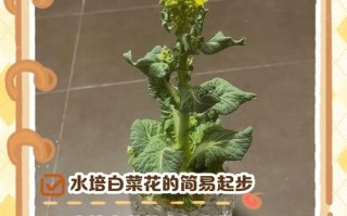 盆栽白菜花的养殖方法
