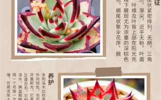 多肉的品种名字大全集