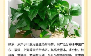 水培绿萝有何特点？