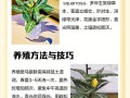 斑马银脉花卉盆栽怎么养？