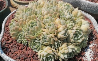 多肉牙签苗浇水怎么把控？