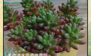 多肉初期浇水，怎么浇才合适？