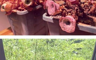 小盆栽山地玫瑰怎么养？