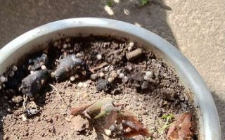 水培植物冬天掉叶怎么办？