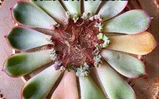 多肉叶插叶片发坏怎么办？