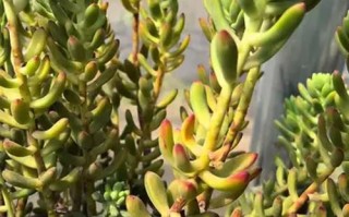 北方冬季多肉如何防徒长？