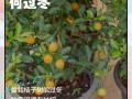 小金桔盆栽冬季怎么养？