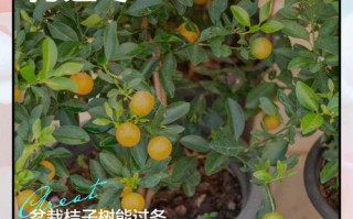 小金桔盆栽冬季怎么养？