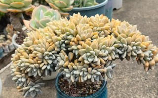 立秋后多肉暴晒会伤吗？