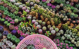 加州多肉市场有何独特魅力与商机？