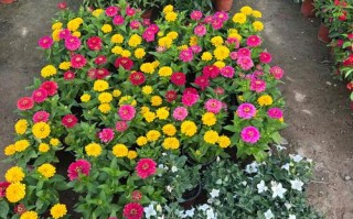 成都盆栽苗木基地批发