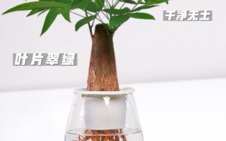 水培发财树叶子怎么养大？