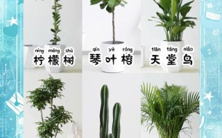 这些盆栽叫什么？家里常见盆栽图鉴