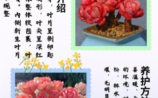 多肉花瓣能种出小肉肉吗？