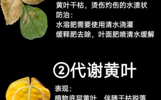冬季盆栽叶子为何发黄？