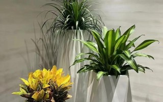 绿植组合盆栽参赛作品有何独特创意？