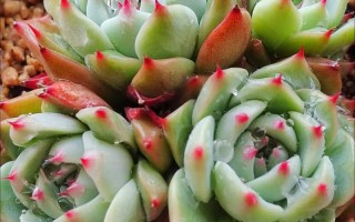 吉娃娃配土要啥比例？