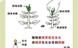 多肉茎侧芽要剪掉吗？怎么处理？