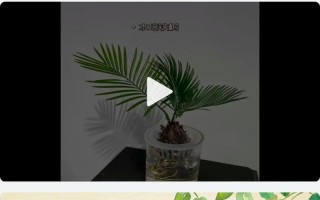 水培绿萝最简单方法是啥？