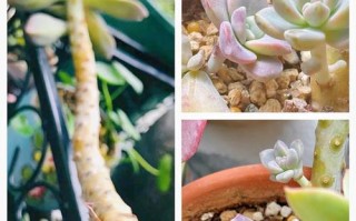 多肉雅之舞怎么扦插？