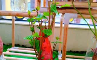 水培地瓜加营养液是否必要？