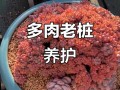 多肉老桩图片怎么认？