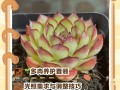东北多肉怎么养才能安全过冬？