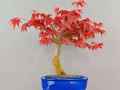 日本红枫盆栽如何制作？