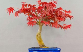 日本红枫盆栽如何制作？