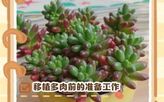 刚移植多肉，这几点要注意什么？