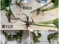 水培绿萝和土栽哪个季节更适合？