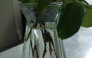 水培植物根要洗吗？