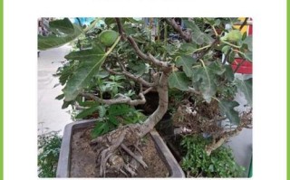 盆栽用粗沙还是细砂好？