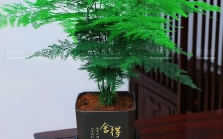 文竹水培用什么肥最好？