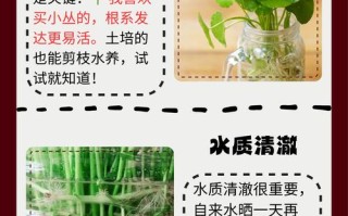 铜钱草水培叶子为何发黄？