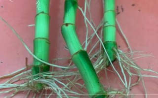 富贵竹水培怎么快速生根？