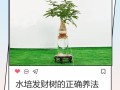 水培发财树要注意哪些问题？