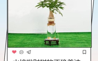 水培发财树要注意哪些问题？
