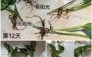 绿萝水培怎么快速生根？