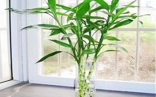 水培花卉富贵竹怎么养殖