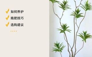 盆栽竹价值作用有哪些