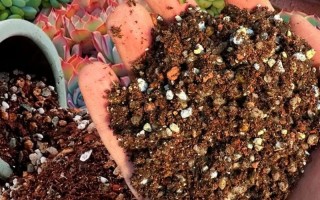 盆栽长期用土哪种最好？