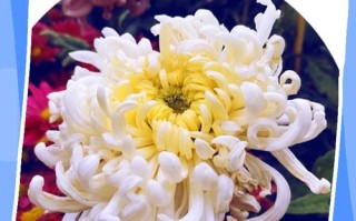 北方盆栽菊花会冻死吗？