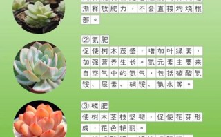 冬天多肉施肥要注意啥？