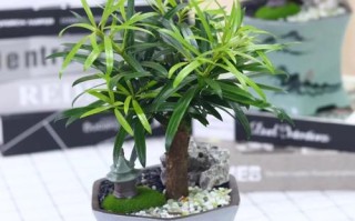 日本罗汉松土培转水培怎么转？