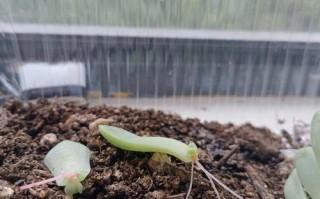 多肉叶芽出后该怎么做？