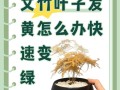 水培文竹发黄怎么办？