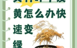 水培文竹发黄怎么办？